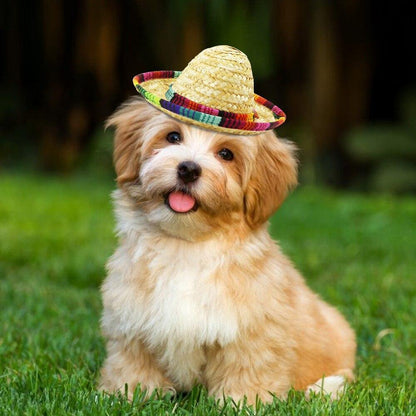 Cute Mini Sombrero Hat