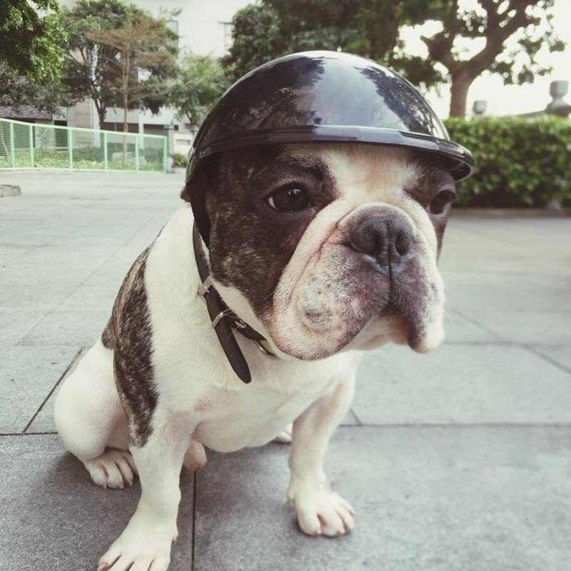 Cool Dog Motorcycle Fashion Plastic Hat Helmet